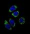 Endothelin 1 antibody, abx026538, Abbexa, Immunofluorescence image 
