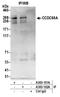 APE antibody, A303-102A, Bethyl Labs, Immunoprecipitation image 