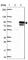 Kinesin Family Member 2B antibody, HPA023103, Atlas Antibodies, Western Blot image 