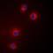 N-arachidonyl glycine receptor antibody, LS-C352266, Lifespan Biosciences, Immunofluorescence image 