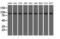 Ubiquitin Specific Peptidase 5 antibody, GTX83430, GeneTex, Western Blot image 