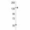Mucin 1, Cell Surface Associated antibody, F40466-0.4ML, NSJ Bioreagents, Western Blot image 