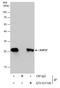 Heat Shock Protein Family B (Small) Member 1 antibody, GTX101145, GeneTex, Immunoprecipitation image 