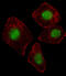 Zinc Finger And SCAN Domain Containing 26 antibody, abx029988, Abbexa, Western Blot image 
