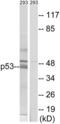 p53 antibody, LS-C118293, Lifespan Biosciences, Western Blot image 
