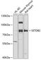 SET Domain Bifurcated Histone Lysine Methyltransferase 2 antibody, 22-909, ProSci, Western Blot image 