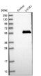 AFG1 Like ATPase antibody, NBP1-89216, Novus Biologicals, Western Blot image 