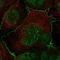 Frizzled-2 antibody, HPA057667, Atlas Antibodies, Immunocytochemistry image 