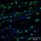 Thioredoxin Interacting Protein antibody, NBP1-54578, Novus Biologicals, Immunohistochemistry frozen image 