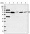 Minichromosome Maintenance Complex Binding Protein antibody, PA5-58410, Invitrogen Antibodies, Western Blot image 