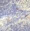 Lymphocyte Activating 3 antibody, SD8843, ProSci, Immunohistochemistry frozen image 