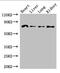 Frizzled Class Receptor 8 antibody, CSB-PA880970LA01HU, Cusabio, Western Blot image 