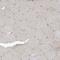 KIF15 antibody, PA5-57305, Invitrogen Antibodies, Immunohistochemistry frozen image 