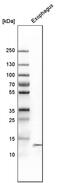 Cystatin A antibody, PA5-51502, Invitrogen Antibodies, Western Blot image 