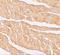 Zinc Finger And BTB Domain Containing 9 antibody, NBP1-76522, Novus Biologicals, Immunohistochemistry paraffin image 