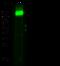 Lysosomal Associated Membrane Protein 1 antibody, 11215-RP01, Sino Biological, Western Blot image 