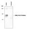 Gamma-Aminobutyric Acid Type A Receptor Alpha6 Subunit antibody, PPS028, R&D Systems, Western Blot image 