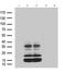 G Protein-Coupled Receptor 26 antibody, TA811685S, Origene, Western Blot image 