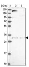Inhibitor of growth protein 5 antibody, PA5-60081, Invitrogen Antibodies, Western Blot image 