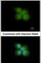 Ring Finger Protein 41 antibody, PA5-30362, Invitrogen Antibodies, Immunofluorescence image 