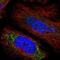 Serine protease inhibitor Kazal-type 5 antibody, NBP1-90509, Novus Biologicals, Immunofluorescence image 