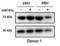 SAM And HD Domain Containing Deoxynucleoside Triphosphate Triphosphohydrolase 1 antibody, 8007, ProSci, Western Blot image 