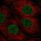 Transmembrane protein 92 antibody, HPA063009, Atlas Antibodies, Immunofluorescence image 