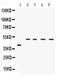 Interferon Regulatory Factor 2 antibody, PB9645, Boster Biological Technology, Western Blot image 