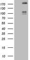 Fms Related Tyrosine Kinase 4 antibody, LS-C340092, Lifespan Biosciences, Western Blot image 