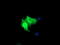 Parvin Alpha antibody, LS-C174628, Lifespan Biosciences, Immunofluorescence image 