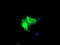 Matrix-remodeling-associated protein 2 antibody, LS-C174628, Lifespan Biosciences, Immunofluorescence image 