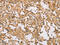 CUB Domain Containing Protein 1 antibody, CSB-PA952668, Cusabio, Immunohistochemistry frozen image 