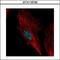 Nucleolar Protein 6 antibody, GTX116786, GeneTex, Immunocytochemistry image 