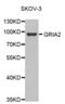 Glutamate Ionotropic Receptor AMPA Type Subunit 2 antibody, abx000558, Abbexa, Western Blot image 