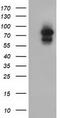 Aryl Hydrocarbon Receptor Nuclear Translocator antibody, TA501249, Origene, Western Blot image 