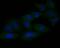 Gasdermin D antibody, NBP2-80427, Novus Biologicals, Immunocytochemistry image 