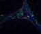 Deoxyribonuclease 2, Lysosomal antibody, 2059, QED Bioscience, Immunofluorescence image 