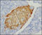 Insulin antibody, 251759, Abbiotec, Immunohistochemistry paraffin image 