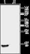 Nucleobindin 2 antibody, GTX57754, GeneTex, Western Blot image 