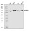 Insulin Like Growth Factor 2 MRNA Binding Protein 3 antibody, A02362-1, Boster Biological Technology, Western Blot image 