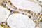 Interferon Regulatory Factor 2 antibody, LS-C176732, Lifespan Biosciences, Immunohistochemistry frozen image 
