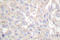Cadherin 1 antibody, LS-C175997, Lifespan Biosciences, Immunohistochemistry paraffin image 