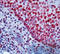 E2F-1 antibody, DM381, Origene, Immunohistochemistry frozen image 