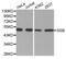 Small RNA Binding Exonuclease Protection Factor La antibody, abx004674, Abbexa, Western Blot image 