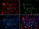 Structural Maintenance Of Chromosomes 1A antibody, AP0090, ABclonal Technology, Immunofluorescence image 