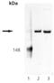 Serine/threonine-protein kinase mTOR antibody, ADI-905-687-100, Enzo Life Sciences, Western Blot image 
