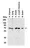 IAP2 antibody, 3325, ProSci, Western Blot image 