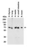 Baculoviral IAP Repeat Containing 2 antibody, 3325, ProSci, Western Blot image 