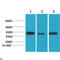 TF2D antibody, LS-C813264, Lifespan Biosciences, Western Blot image 