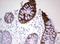 Keratin 20 antibody, LS-C797990, Lifespan Biosciences, Immunohistochemistry frozen image 